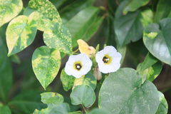 Ipomoea corymbosa, photograph Brian Oakes Haiti Hunter, CC BY, iNaturalist via GBIF