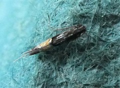 Cosmopterix attenuatella