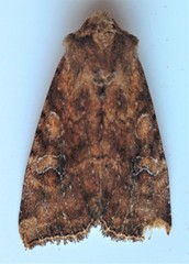 Loscopia velata