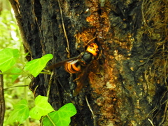 Vespa mandarinia japonica