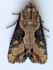 Lateroligia ophiogramma