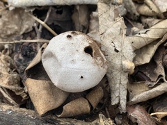 Myriostoma coliforme