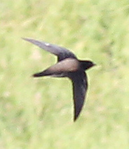 Hirundapus giganteus