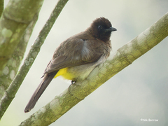 Pycnonotus barbatus tricolor