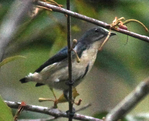 Cambodian Flowerpecker (Dicaeum cambodianum), photo 6