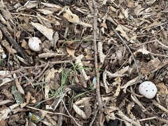 Myriostoma coliforme