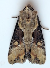 Lateroligia ophiogramma