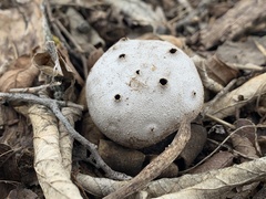 Myriostoma coliforme