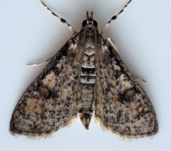 Palpita aenescentalis