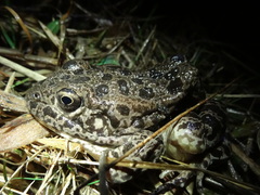 Lithobates areolatus