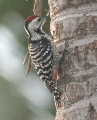 Dendrocopos analis