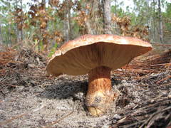 Tricholomopsis formosa