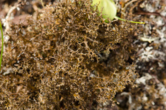 Image of Cetrariella delisei