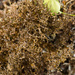 Cetrariella delisei - Photo (c) seanbasquill, algunos derechos reservados (CC BY-NC), subido por seanbasquill