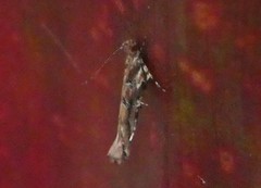 Pyroderces aellotricha