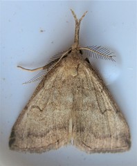 Phalaenostola metonalis