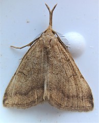 Phalaenostola metonalis