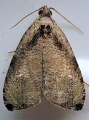 Olethreutes exoletum