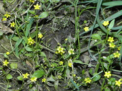 Ranunculus ophioglossifolius