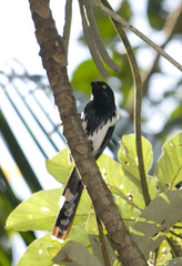 Magpie Tanager photo 4