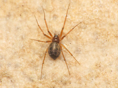 Micronetinae