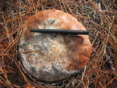 Tricholomopsis formosa