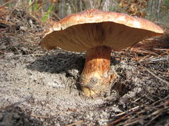 Tricholomopsis formosa
