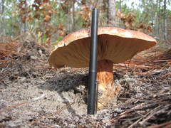 Tricholomopsis formosa