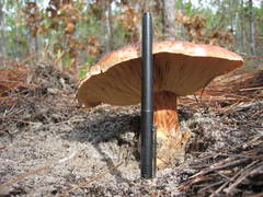 Tricholomopsis formosa