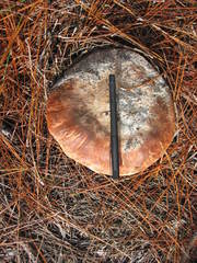 Tricholomopsis formosa