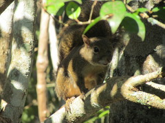Sciurus aestuans ingrami