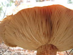 Tricholomopsis formosa