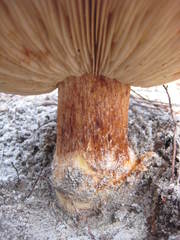 Tricholomopsis formosa