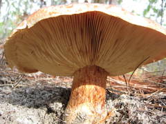 Tricholomopsis formosa