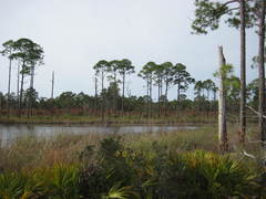 Tricholomopsis formosa