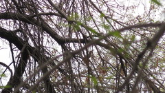 Melanerpes aurifrons