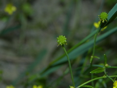 Ranunculus ophioglossifolius