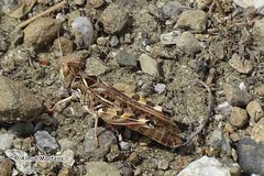 Dociostaurus maroccanus