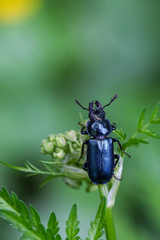 Platycerus caprea