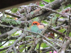 Stilpnia peruviana