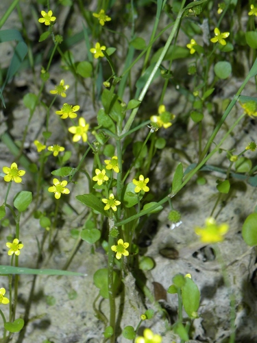 Adder's-tongue Spearwort