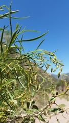 Acanthostyles buniifolius