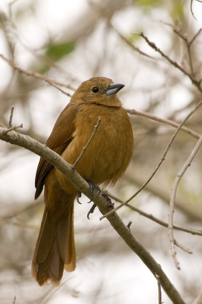 White-lined Tanager