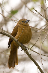 White-Lined Tanager photo 5
