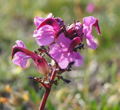 Pedicularis rostratocapitata