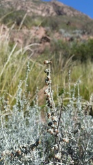 Artemisia mendozana