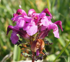 Pedicularis rostratocapitata