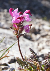 Pedicularis rostratocapitata