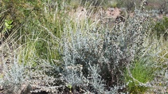 Artemisia mendozana