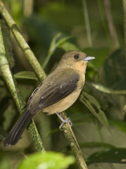 Trichothraupis melanops